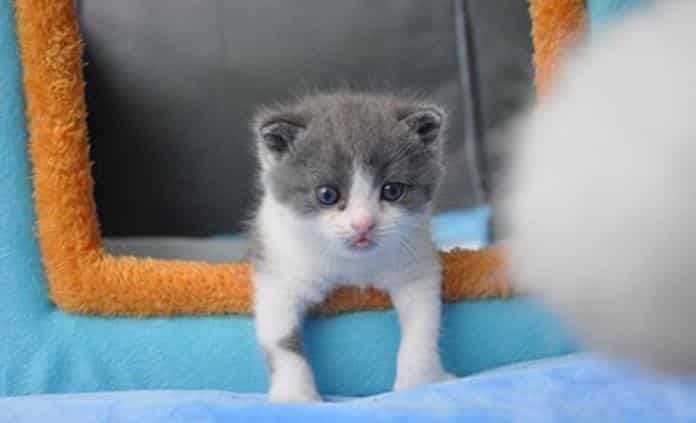 Conoce a Garlic, el primer gato clonado de China. Foto: Especial