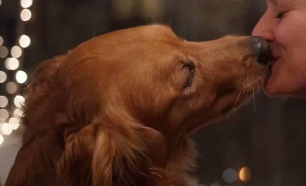 Enfermedades que provocan los besos de las mascotas. Foto: UNAM