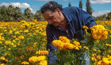 Flor de cempasúchil