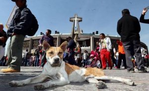 perros abandonados en la basílica