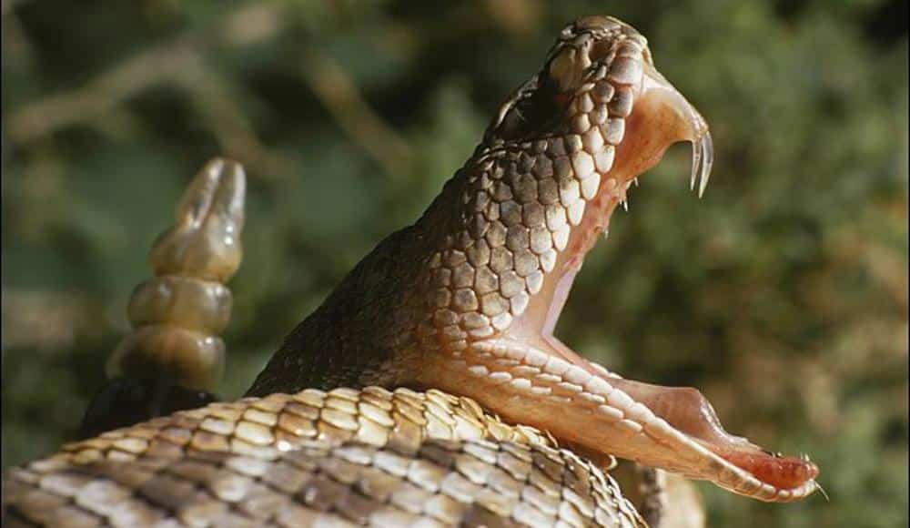 mordeduras de serpiente en México