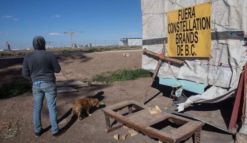 consulta sobre cervecera en Mexicali no se detiene