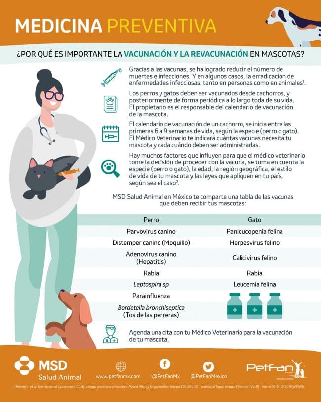 Por qué es importante la vacunación y revacunación en las mascotas