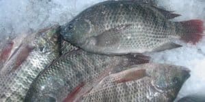 beneficios de la tilapia mexicana