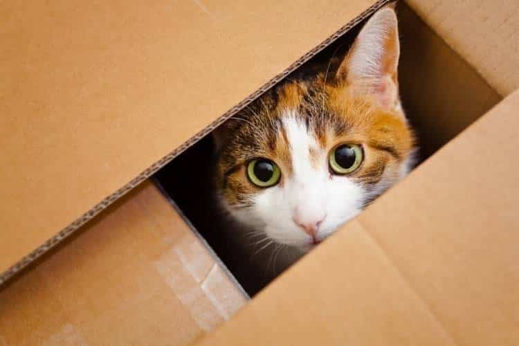 Por qué los gatos aman las cajas de cartón? - News Report MX