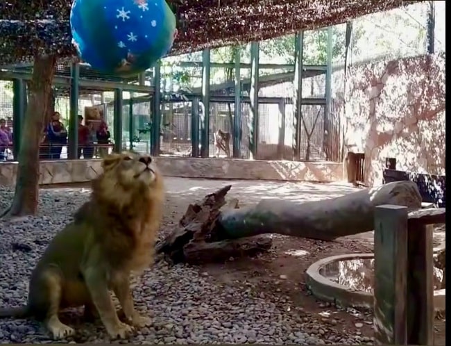 Fauna silvestre del Zoo de Culiacán recibe sus regalos en el marco de los festejos de navidad y año nuevo