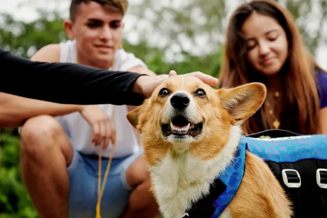 Crecen 92% las noches reservadas en Airbnb por mexicanos que viajan con mascotas