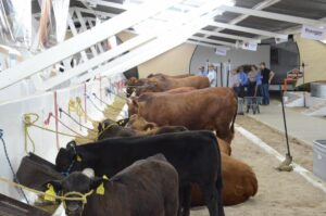 Producen ganaderos de Sonora más de 730 mil toneladas de carne en 2023