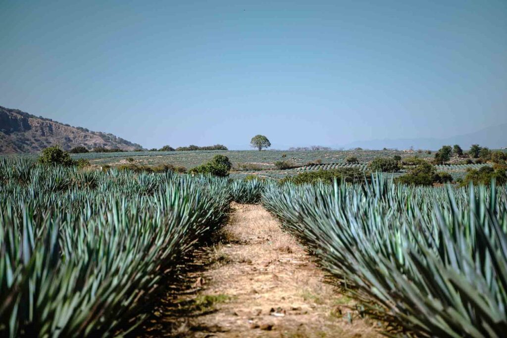 UAG investiga medios para usar agave en productos de belleza