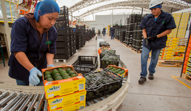 Suben 4.62% las exportaciones agroalimentarias y baja ritmo de importaciones