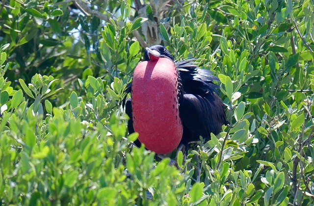 avistamiento de aves