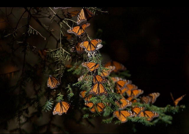 Mariposa Monarca