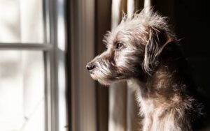 perro de raza única