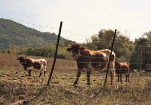 Día Mundial de la Carne