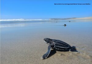 tortuga laúd