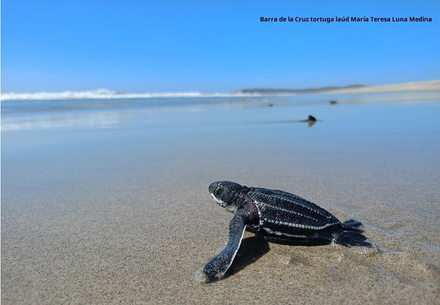 tortuga laúd