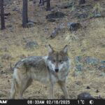 lobo mexicano