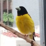 aves silvestres