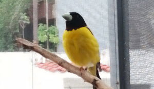 aves silvestres