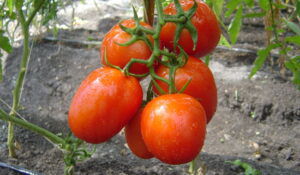 Tomate Fresco