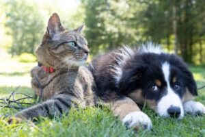 Pet Love